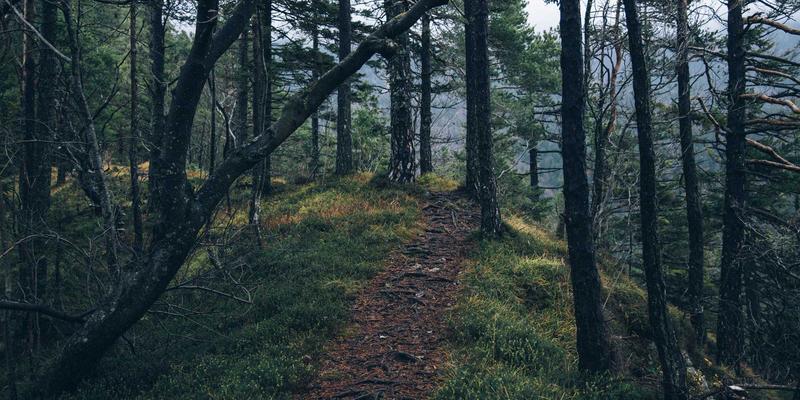 Segment Routing（分段路由）在大型IP骨干网中的流量工程实践：开源工具与技术分享