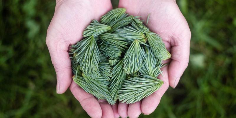 网络技术61：软件开发者的编程资源宝库与技术分享生态