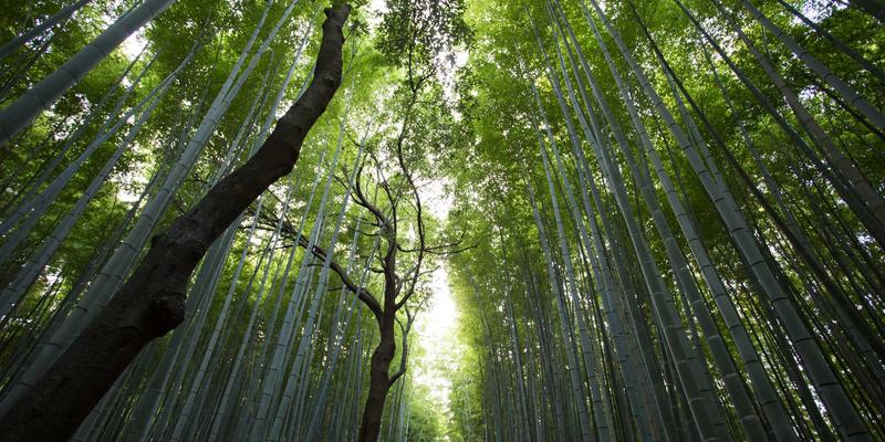 软件开发新维度：SD-WAN技术如何赋能企业多云战略并实现成本优化